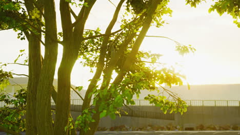 sunset through the leaves of a tree