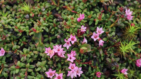 primer plano de las flores silvestres rosas