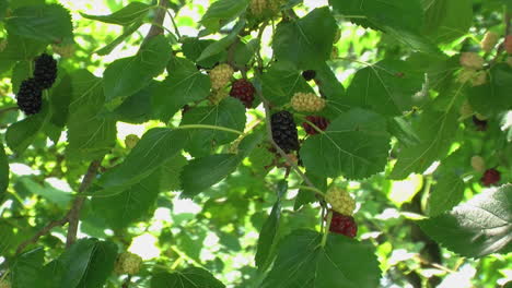 mulberry tree  berries in various stages of ripeness