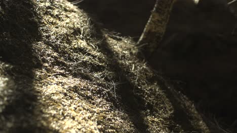 Pine-needles-sit-on-the-woodland-floor,-light-by-a-streak-of-summer-light