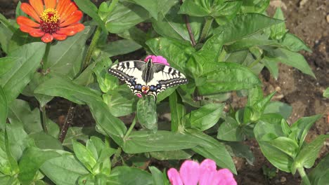 swallowtail butterfly on pink flowers