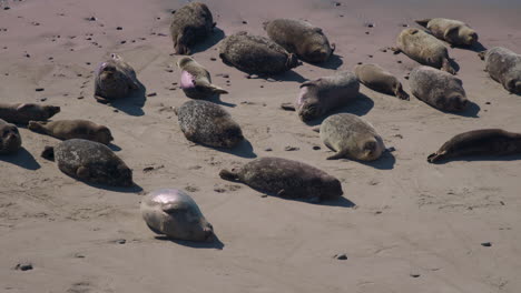 focas tumbadas en la playa bajo el sol lanzándose, rebotando y moviéndose 4k 60fps prores