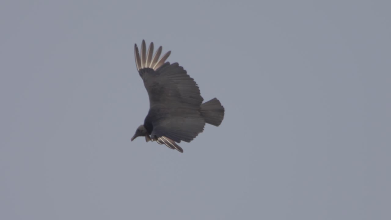 Vulture in flight, dark bird gliding with spread wings against a grey sky