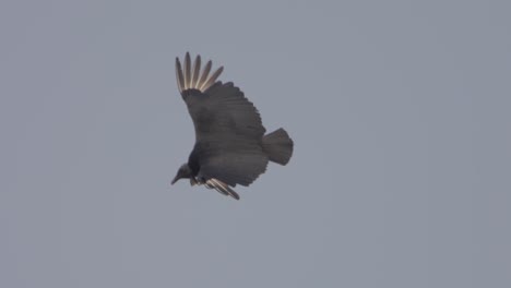 vulture in flight, dark bird gliding with spread wings against a grey sky