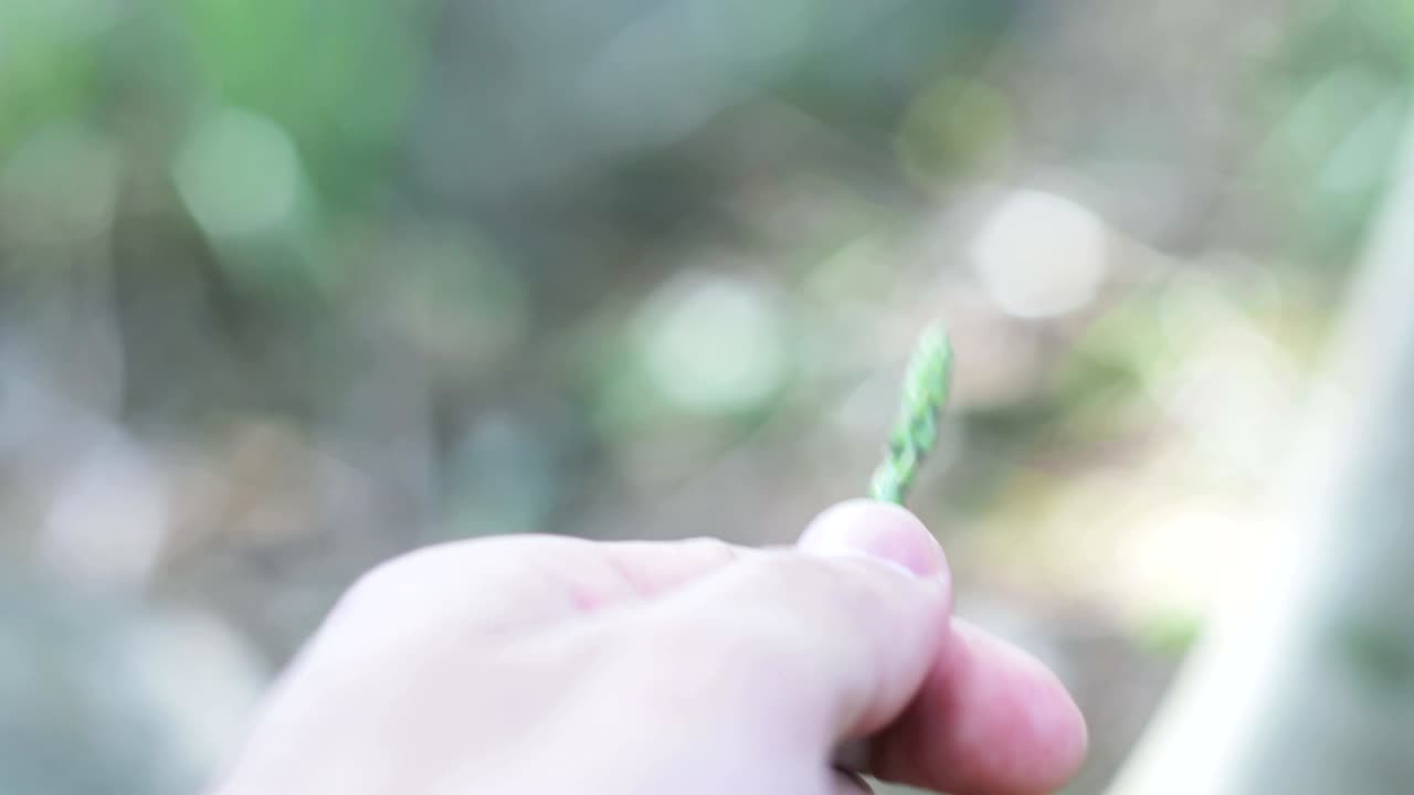 숲에서 야생 아스파라거스를 모으는 것