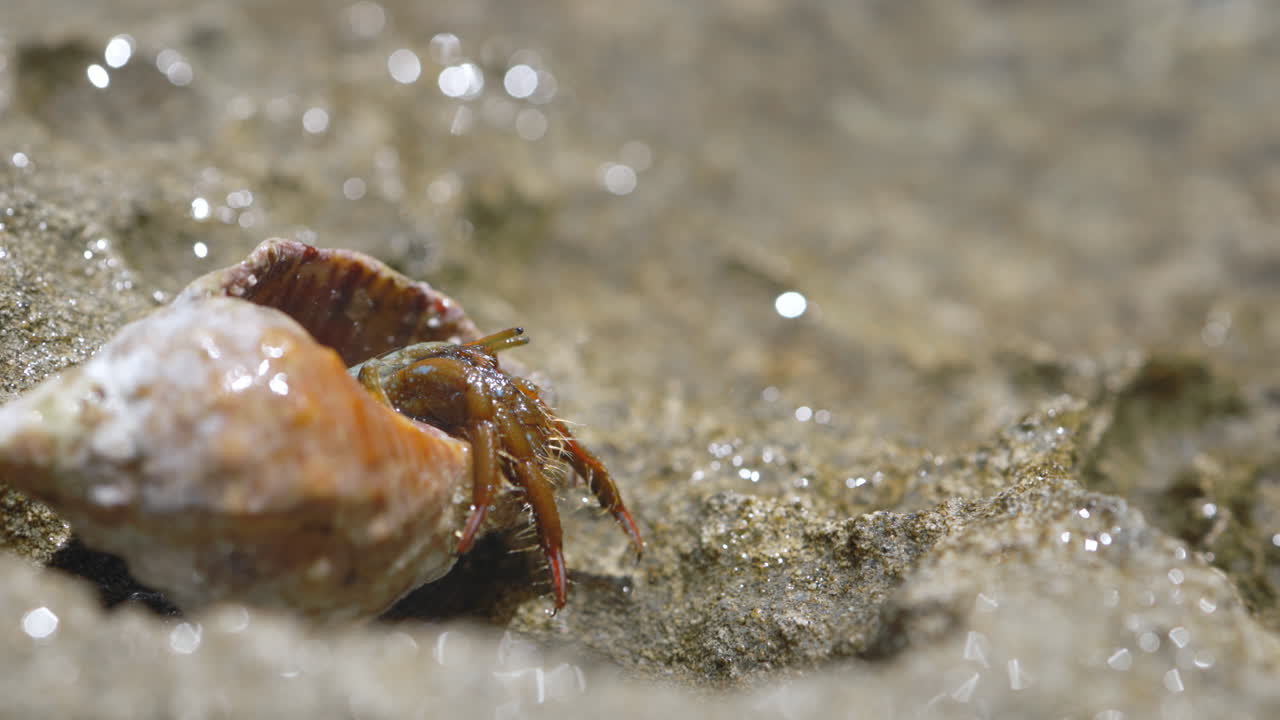 Hermit crab on the beach in Ibiza peeks out of its shell and walks, close up