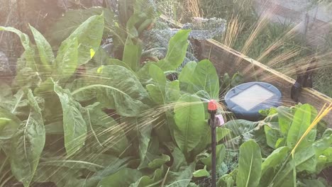 green vegetable leaves as irrigation water lands on its surface. calm evening in natural garden, soft lighting and healthy farming concept