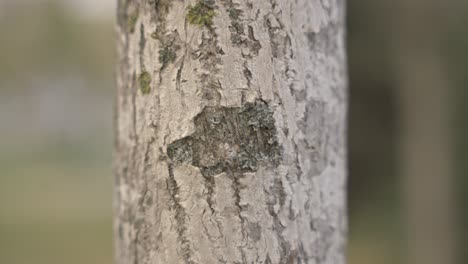 close-up brown old tree bark