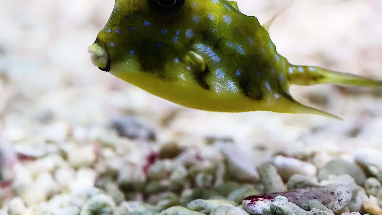 A detailed view of a spotted boxfish hovering above a gravelly seabed, showcasing its unique patterns.
