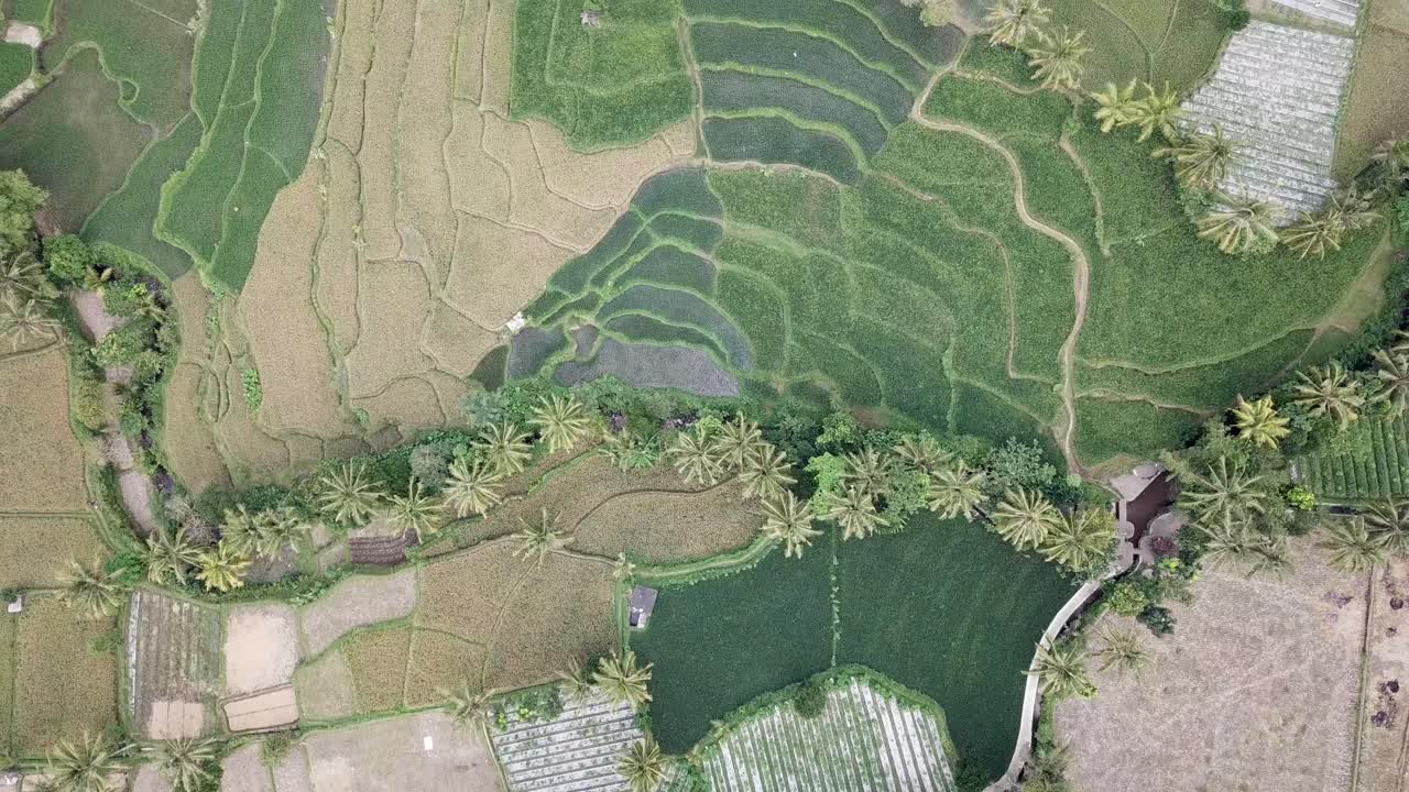 4k aéreos que se elevan sobre las plantaciones de arrozales de la aldea en indonesia 2