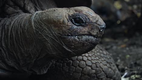 fascinante primer plano de una tortuga silvestre masticando lentamente con la cabeza y el cuello sobresaliendo de la concha