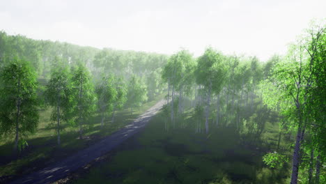 lush forest landscape with a winding road under soft morning light