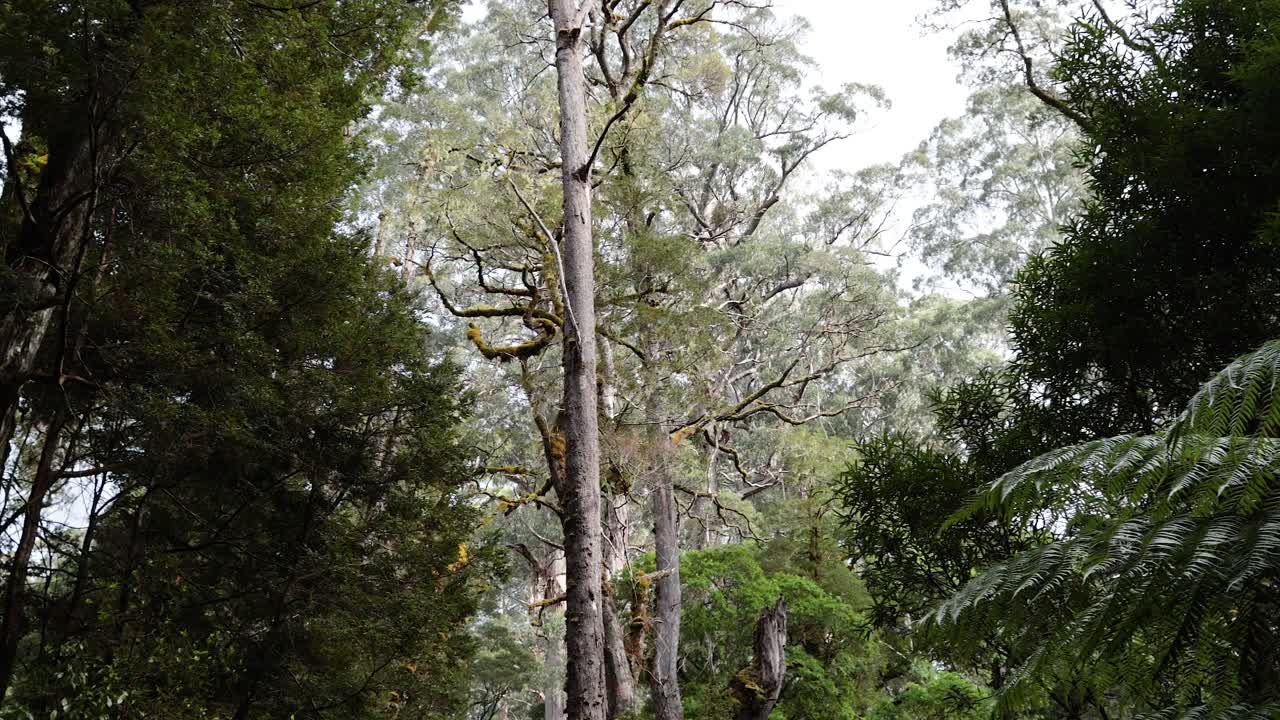 Esplorando una vegetazione rigogliosa e alberi imponenti