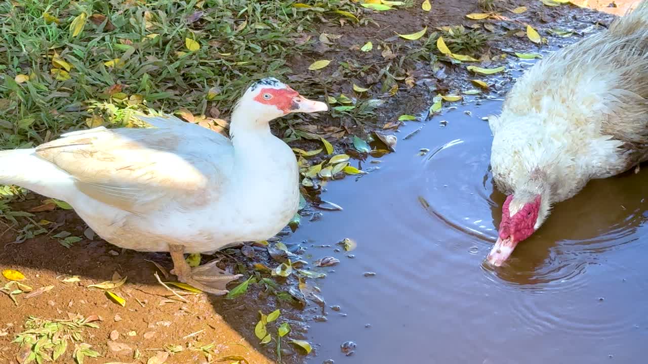 Two ducks drink from a puddle on a sunny day at a Byron Bay farm. Natural lighting highlights their interaction and surroundings