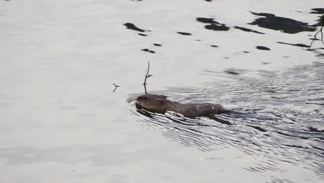 Ein-Nutria-In-Einem-Sumpfigen-Teich-Schwimmend-Und-Dann-Unter-Wasser-Tauchend