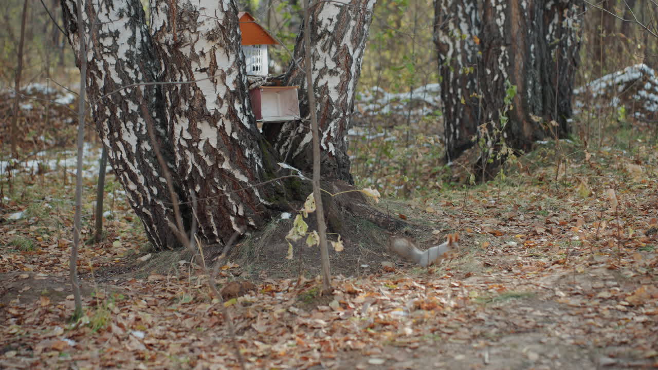 Birch tree bird feeder autumn forest, quiet clearing beneath mottled trunk with scattered leaves, weathered wooden feeder mounted low on tree, damp earthy ground and mossy bark, shadowy stillness