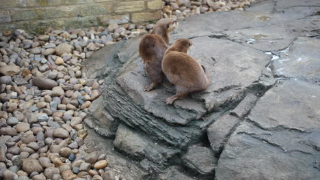 otters on a rock in a zoo