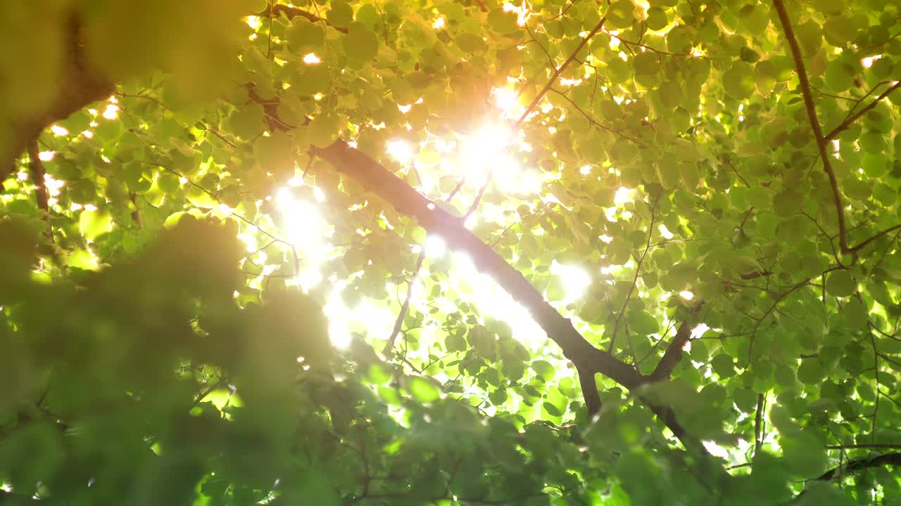 잎을 통해 태양에서 보케 빛