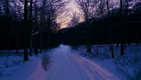 sunset in the snowy forest