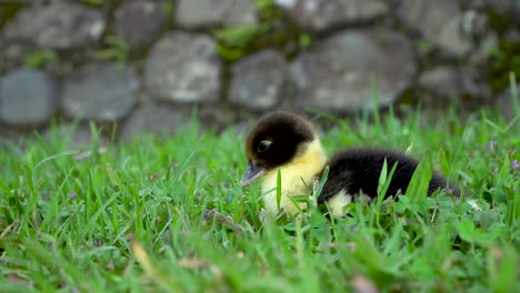 Little-Muscovy-duckling-eats-blade-of-grass-from-child's-hand