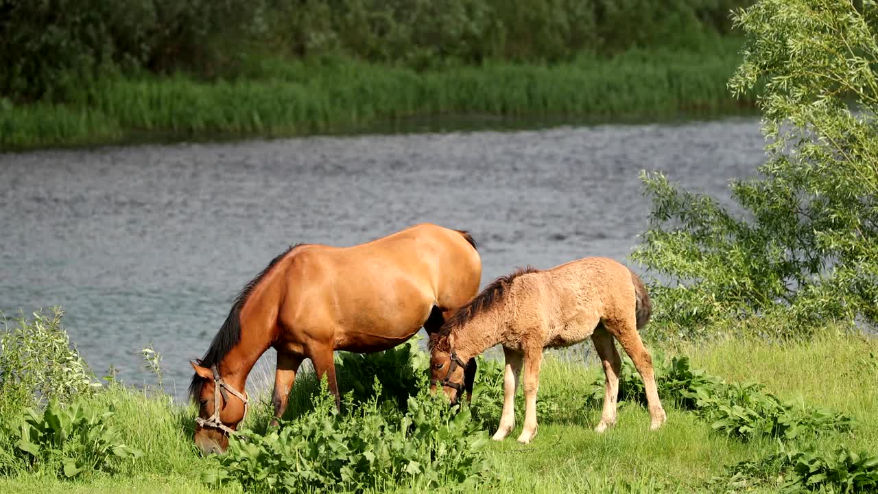 caballo y potro caballo joven pastando en el prado verde cerca del río en primavera o verano