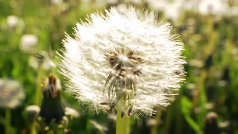 a beautiful dandelion field in bloom: captivating images of delicate seeds ready to drift on a gentle breeze, creating a scenic natural landscape