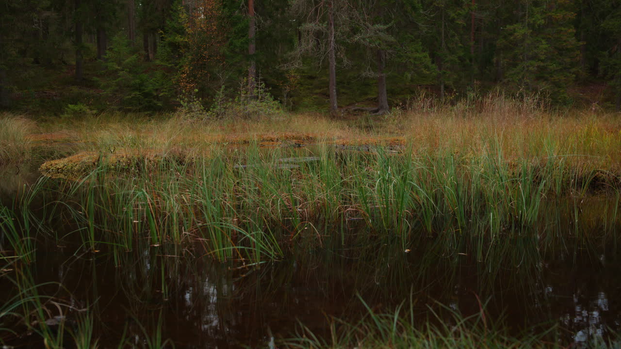 Bredt billede af strå, der bevæger sig i vinden i et sumpområde i en skov