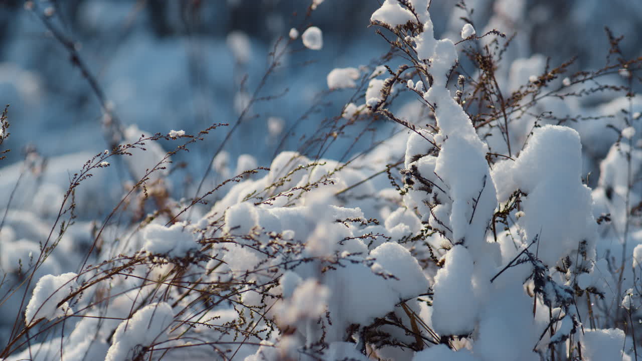 Dry snowy vegetation covered snowflakes on frozen field closeup. Frosty day.