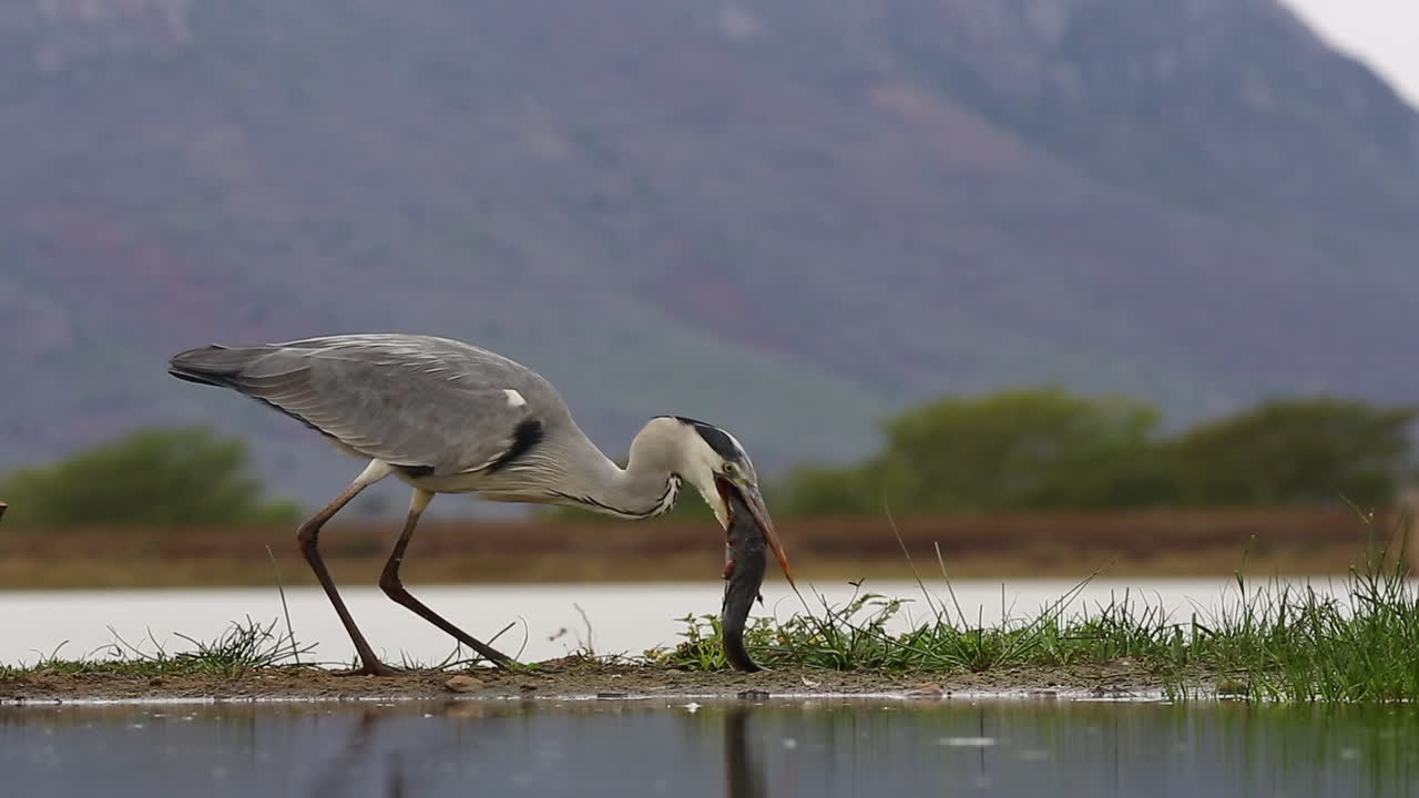 una vista desde una laguna fotográfica hundida oculta en la reserva de caza privada de zimanga en un día de verano de aves alimentándose y bebiendo