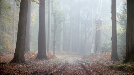 Weg-Durch-Herbstliche-Wälder-An-Einem-Nebligen-Morgen