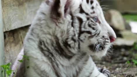 portrait of white siberian tiger cub, close up