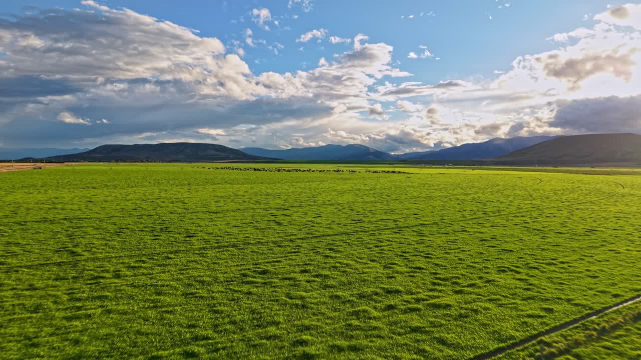 Forward drone flight over vibrant green farmland in rural New Zealand, showcasing the region’s lush pastures, sustainable agriculture, and modern farming industry surrounded by scenic natural beauty