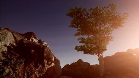 Sun Beams through Trees