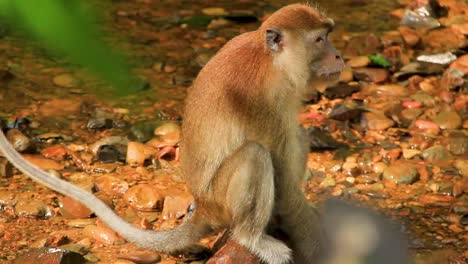 Long-tailed-Monkey-enjoying-Rocky-creek-in-Sumatra,-Indonesia---Medium-close-up-shot