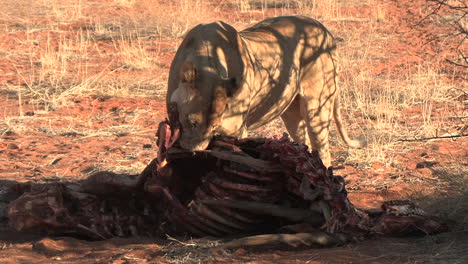 a lioness licking the carcass of an antelope then stares off into the distance