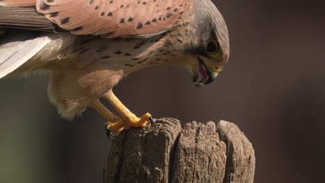 Close-up-view-of-male-European-kestrel-bird-peeling-off-a-mice