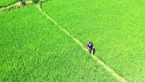 philippine farm land showing young lady taking a long walk between the green rice fields with growing farm crops - aerial shot