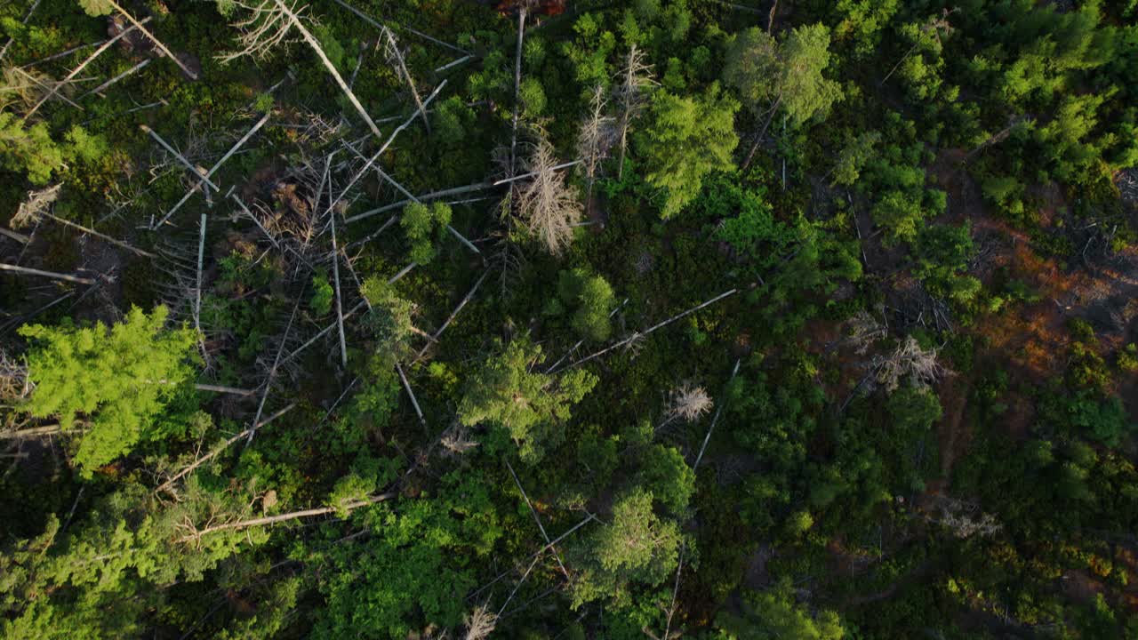 Aerial View of a Damaged Forest