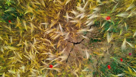 Aerial-view-top-view-of-wheat-field,-plantation