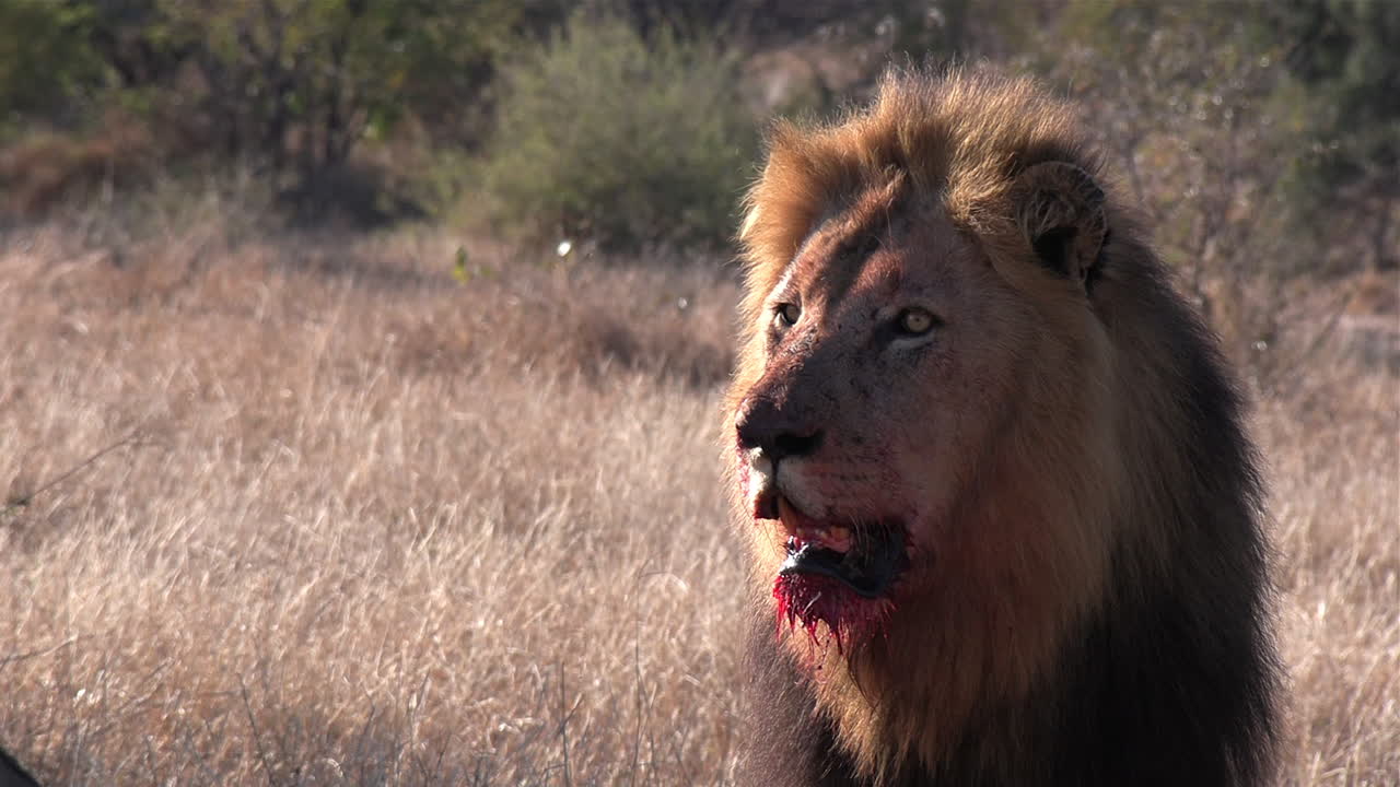 primer plano de un león macho con sangre goteando de su rostro mientras observa algo a lo lejos con espacio para copiar