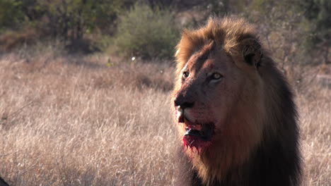 Close-up-of-a-male-lion-with-blood-dripping-from-his-face-as-he-watches-something-in-the-distance-with-copy-space
