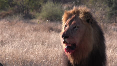 close-up of a male lion with blood dripping from his face as he watches something in the distance with copy space