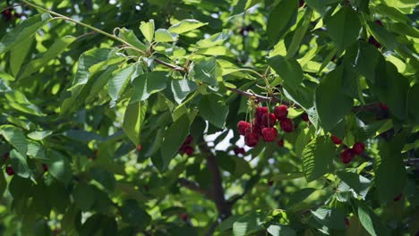 Cereza-Madura-Roja-En-El-árbol-En-Verano,-Cámara-Lenta