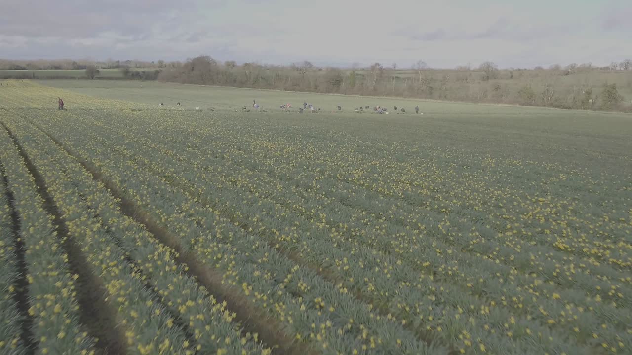 As the drone flies closely along the crop rows of daffodil flowers, the lightly clouded sky is in view as farmers work in a distance in this vast farmland in Ireland.