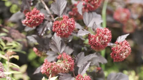 red berries and dark purple leaves on a shrub