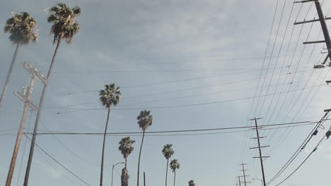 palm trees and telephone wires line the street, blue sky, camera tilt up, car driving