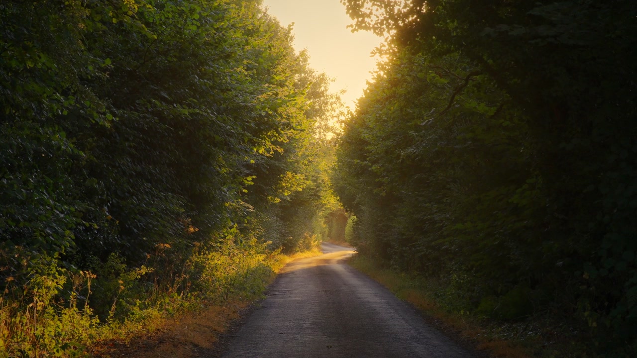 Gylden sommersol går ned over en stille landevej i 4K. En tom landevej danner en tunnel af grønne træer, mens varmt solnedgangslys gløder for enden af vejen.