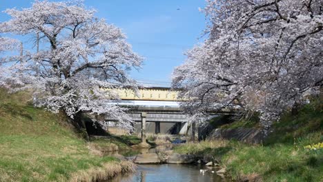 Vista-Panorámica-Del-Hermoso-Canal-Pequeño-Natural-Con-árboles-De-Flores-De-Sakura-En-Ambos-Lados-Del-Canal-Con-Plena-Floración-En-El-Día-De-Sol-De-Primavera-En-Kikuta,-Fukushima,-Japón
