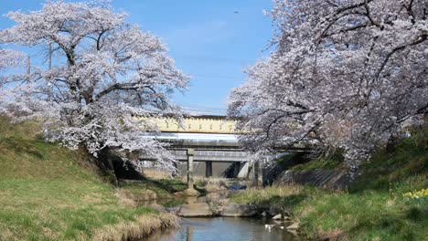 landscape view of the beautiful natural small canal with sakura flower trees on the both bank side of canal with full-bloom in spring sunshine day time in kikuta,fukushima,japan