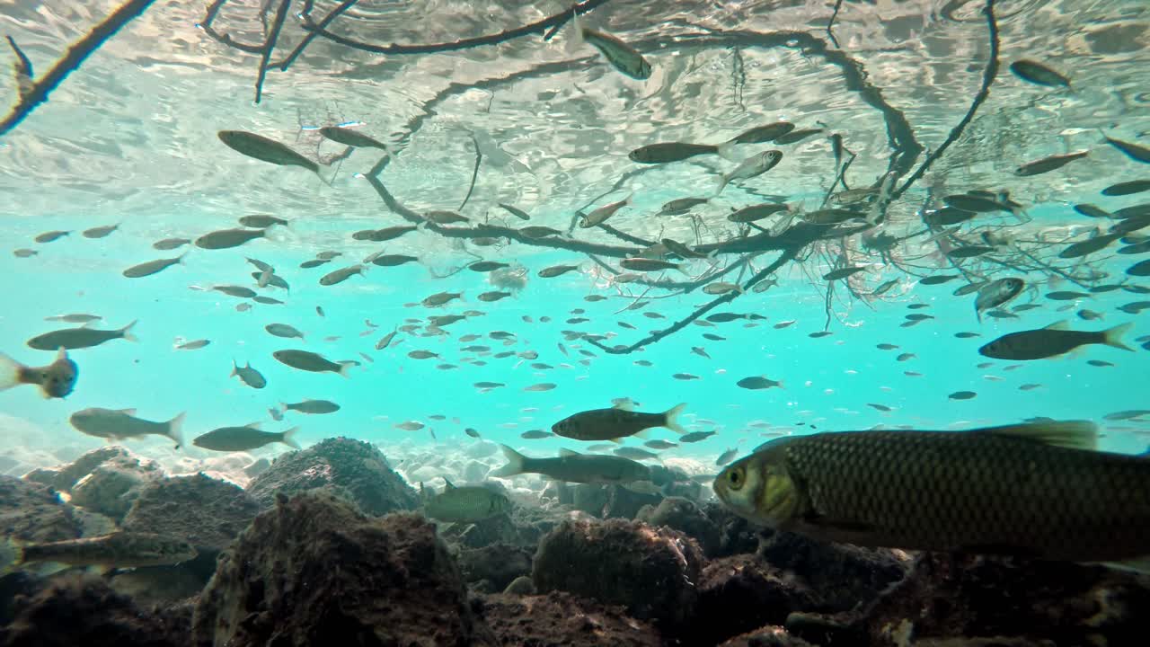 peces nadando en aguas poco profundas muy claras y transparentes